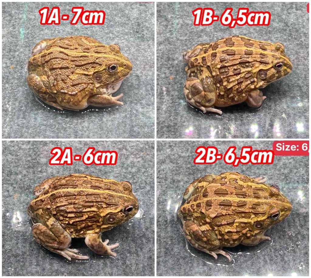 ếch cảnh ( Bull Frog )