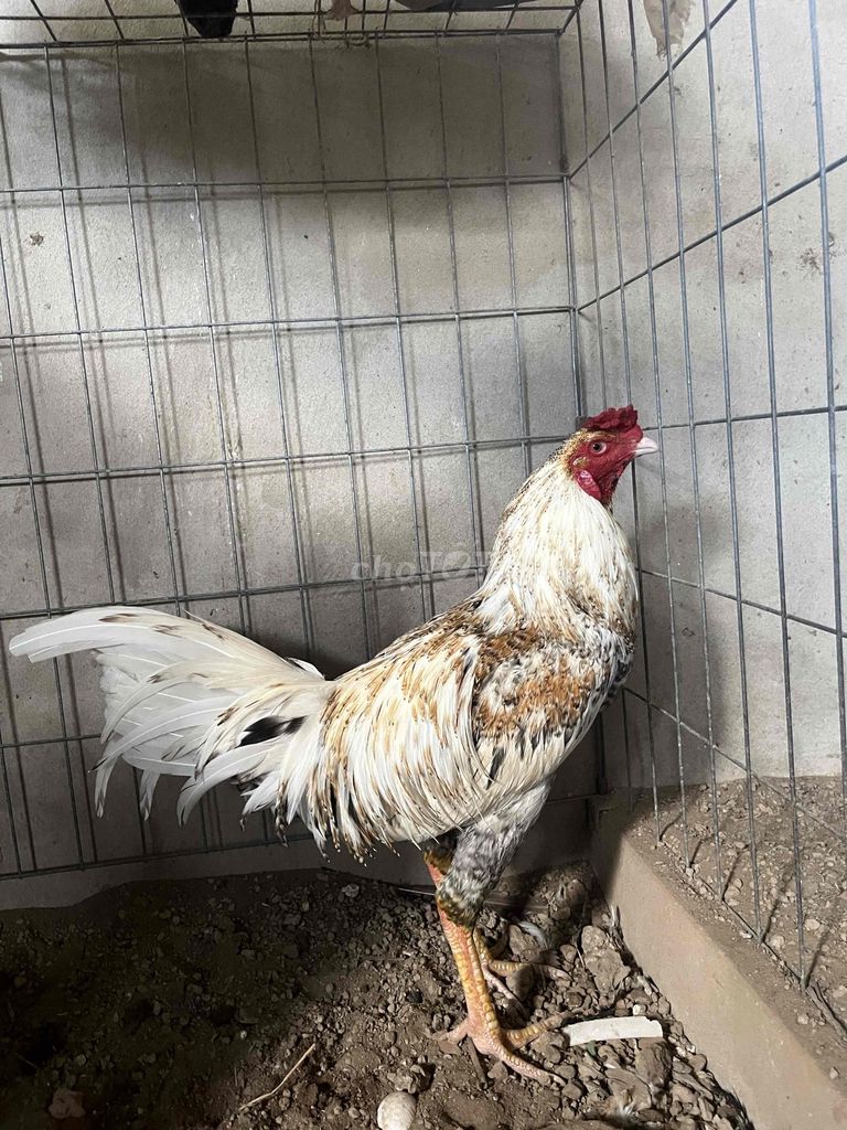 cú bướm 2kg7 lên nhiều. Mua bán Gà tại Huyện Giồng Trôm Bến Tre được đăng bởi Trần Văn Hải hình 1