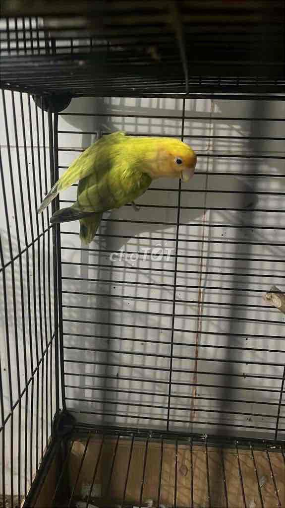 Vẹt lovebird trống Vàng xanh. Mua bán Chim tại Quận Ninh Kiều Cần Thơ được đăng bởi Bh hình 1