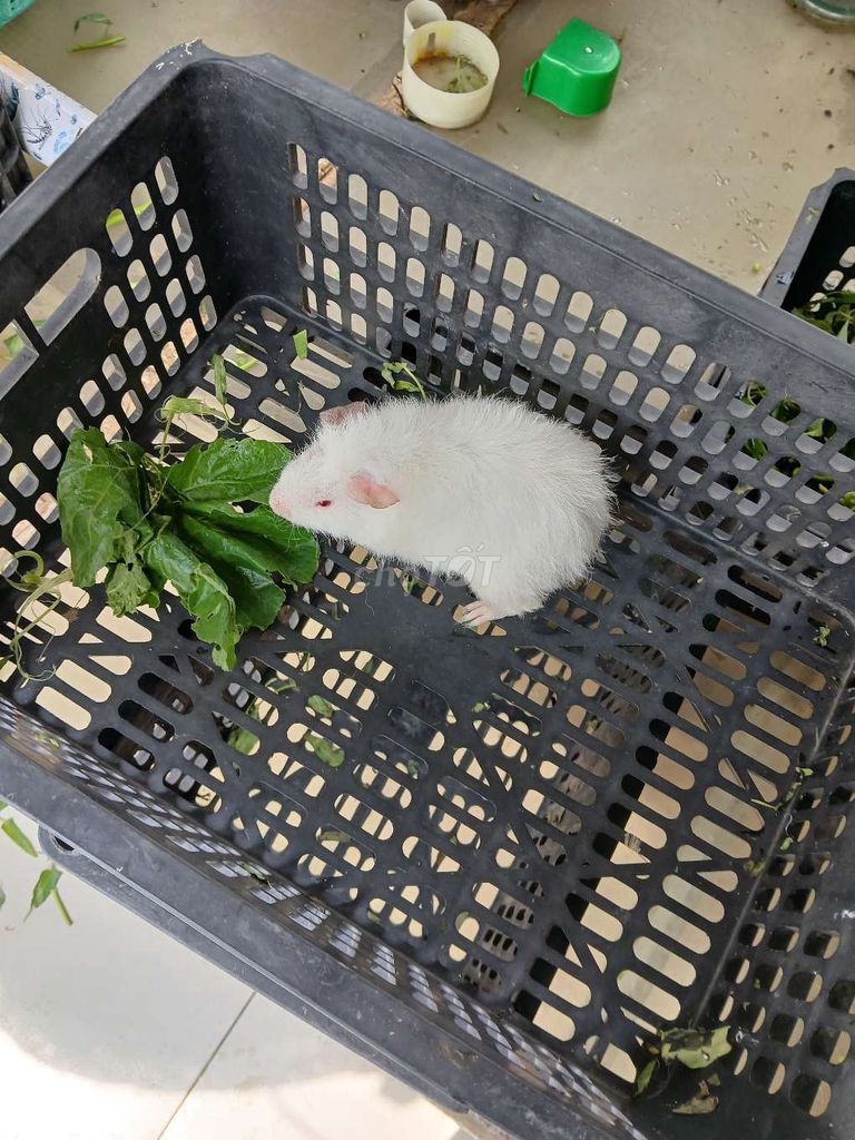 Bọ ú Teddy tại Tân Bình - Sài Gòn!. Mua bán Thú cưng khác tại Quận Tân Bình Tp Hồ Chí Minh được đăng bởi Thái Huy Hòa hình 1