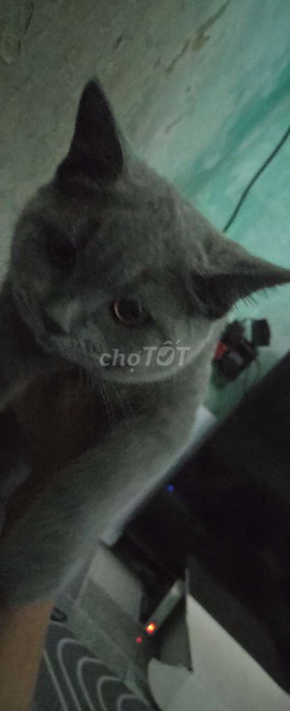 Mèo Anh lông ngắn Xám Đực 6 tháng. Mua bán Mèo tại Thị xã Hoài Nhơn Bình Định được đăng bởi vuýp quá hình 1