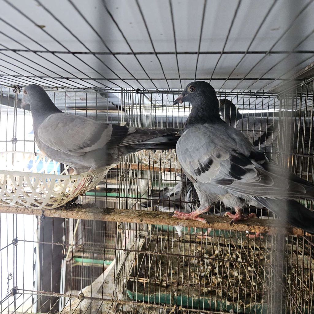 Chim bồ câu Thái đua xám 3 tháng 1 cặp. Mua bán Chim tại Quận Bình Tân Tp Hồ Chí Minh được đăng bởi Hung hình 1