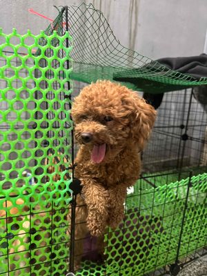 bán đôi poodle tini cái tơ đã bỏ salo lần đầu