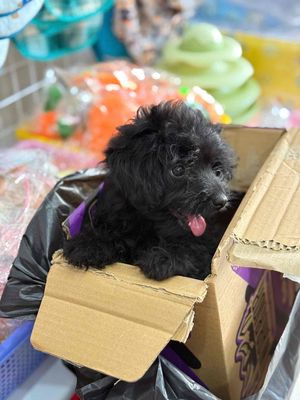 bé poddle 1 tháng 15 ngày màu đen cần tìm ba mẹ iu. Mua bán Chó tại Quận 6 Tp Hồ Chí Minh được đăng bởi Thùy Hương