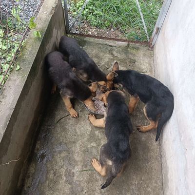 Bécgie Đức khủng. Mua bán Chó tại Huyện Bình Chánh Tp Hồ Chí Minh được đăng bởi Anh nông dân da đen