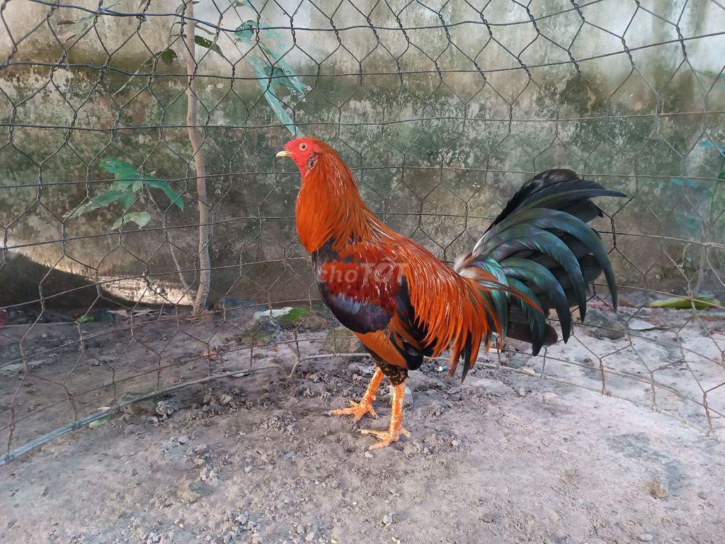 Gà tre Đực Nâu đỏ 1.4kg. Mua bán Gà tại Huyện Bình Chánh Tp Hồ Chí Minh được đăng bởi hiếu gà tre đức hòa  hình 1