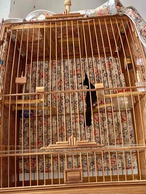 bổi xong lông mùa đầu chưa khai thác. Mua bán Chim tại Quận Bình Thạnh Tp Hồ Chí Minh được đăng bởi Ngô hưng đạt