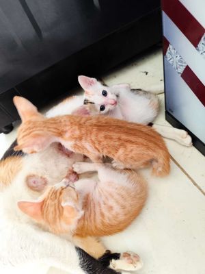 Mèo con đã biết ăn cơm,ăn hạt. Mua bán Mèo tại Huyện Củ Chi Tp Hồ Chí Minh được đăng bởi Thanh vi