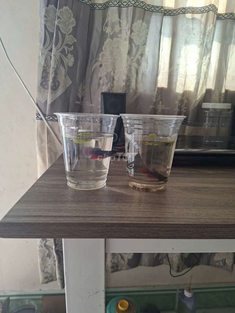 Cá Xiêm Đá Đa màu. Mua bán Thú cưng khác tại Huyện Hóc Môn Tp Hồ Chí Minh được đăng bởi A long hình 1