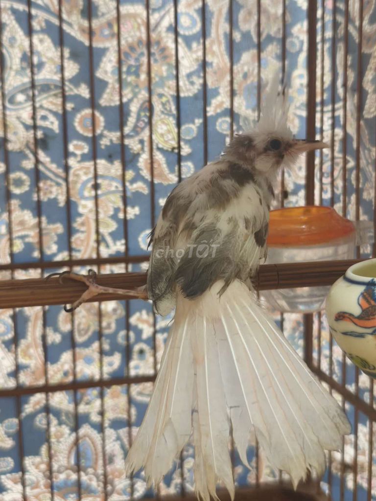 Chim chào mào bạch lem. Mua bán Chim tại Huyện Hóc Môn Tp Hồ Chí Minh được đăng bởi Trần Hạo Nam hình 1