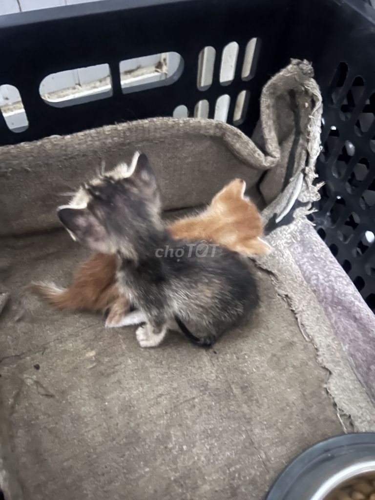 Mèo con giống Cam cả hai. Mua bán Mèo tại Huyện Nhà Bè Tp Hồ Chí Minh được đăng bởi huyền lê hình 1