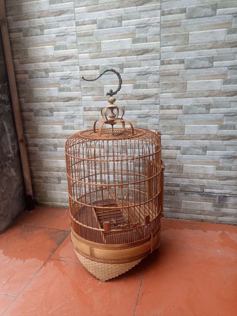 Hoạ mi trống