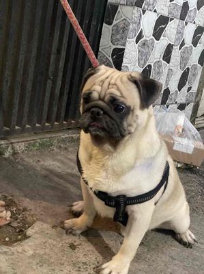 pug mặt xệ 1 đực 1 cái ❤️. Mua bán Chó tại Quận Bình Thạnh Tp Hồ Chí Minh được đăng bởi BÁN THÚ CƯNG KHÔNG ĐĂNG ẢNH LỪA ĐẢO 