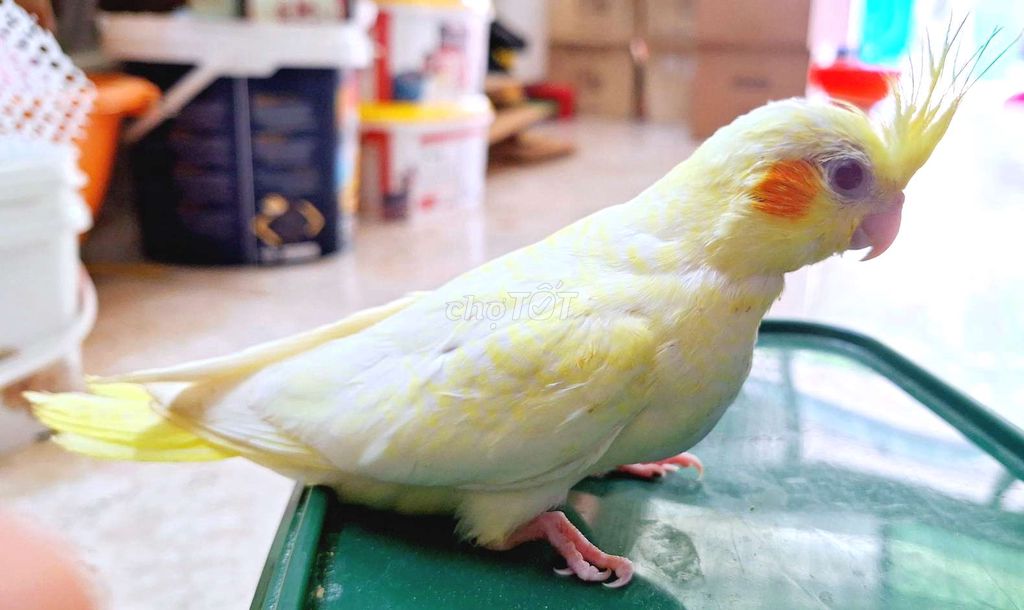 Vẹt cockatiel lutino pied TRỐNG 99%