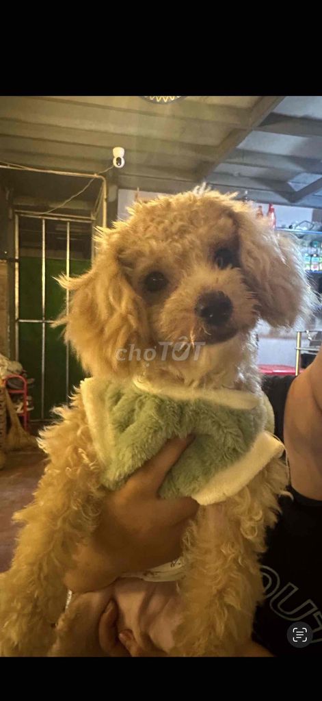 Chó Poodle đực 5 tháng. Mua bán Chó tại Quận Gò Vấp Tp Hồ Chí Minh được đăng bởi Do Phuc hình 1