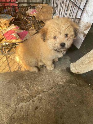 Chó Lông xù nâu vàng 3 tháng