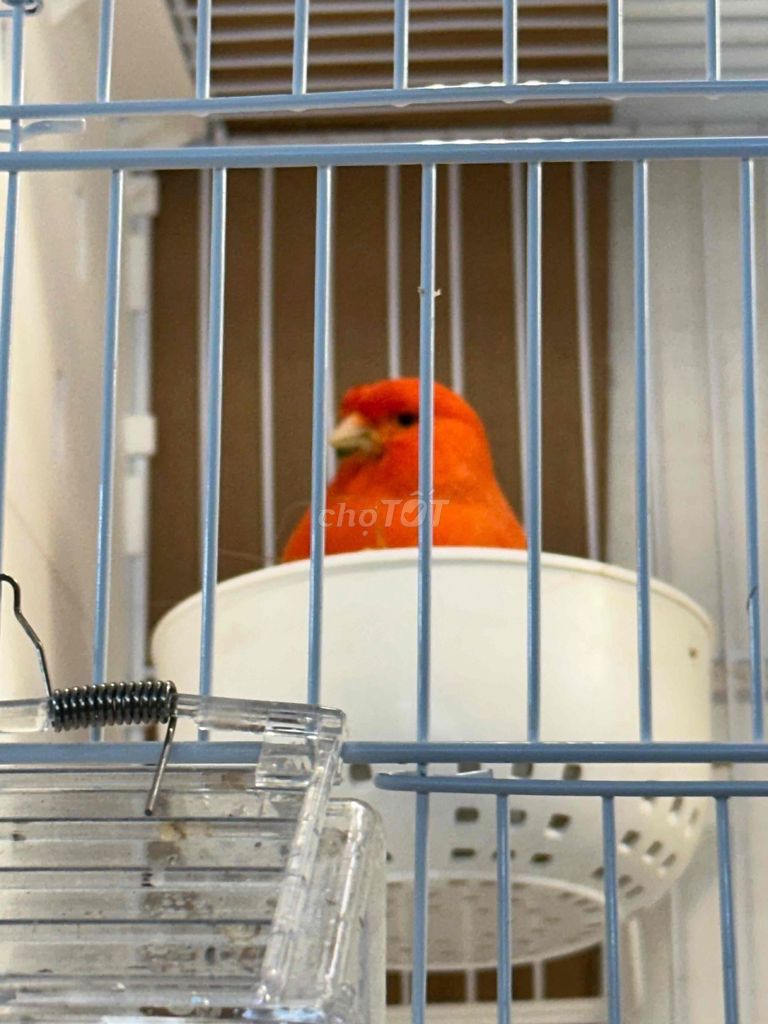 Chim Hồng yến máiđỏ nhập 2025. Mua bán Chim tại Quận Bình Tân Tp Hồ Chí Minh được đăng bởi N T P hình 1