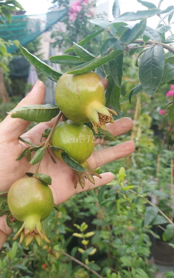 Cây lựu❤️ đầy trái❤️. Mua bán Cây cảnh, đồ trang trí tại Quận Gò Vấp Tp Hồ Chí Minh được đăng bởi Tô Kem  hình 1