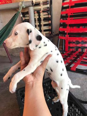 Chó Đốm Dalmatian dễ thương