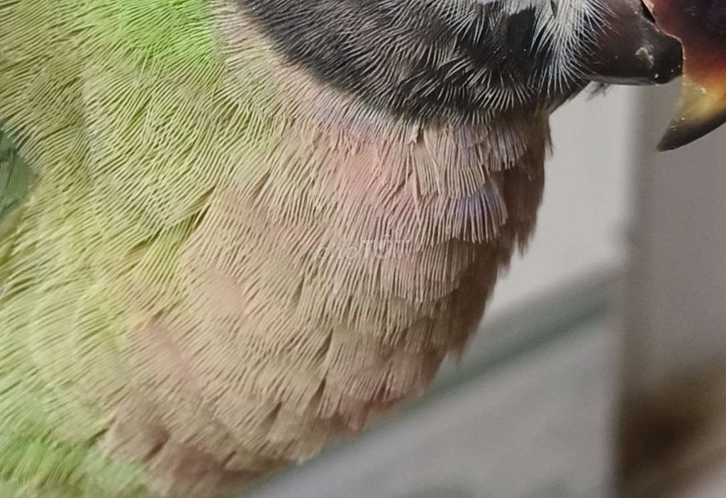 Chim cảnh nói trống. Mua bán Chim tại Quận 8 Tp Hồ Chí Minh được đăng bởi anh hình 1