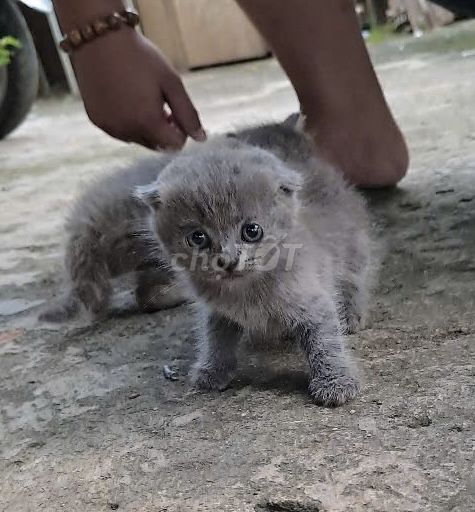 2 bé mèo nhà mình 1 tai cụp 1 tai bình thường. Mua bán Mèo tại Huyện Bù Đăng Bình Phước được đăng bởi Caro hình 6