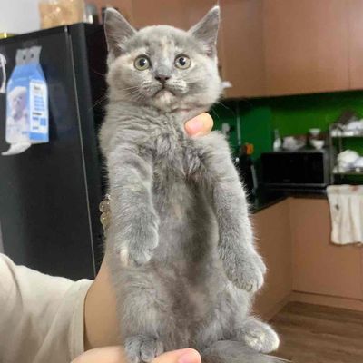 Mèo AlD ,ALN (chân dài) dưới 2,5🐠. Mua bán Mèo tại Quận Tân Phú Tp Hồ Chí Minh được đăng bởi Trân Bùi