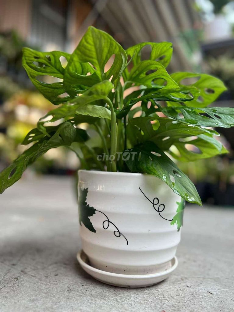 CÂY VĂN PHÒNG – CÂY PHONG THỦY CÂY ĐỂ BÀN LÀM VIỆC. Mua bán Cây cảnh, đồ trang trí tại Huyện Nhà Bè Tp Hồ Chí Minh được đăng bởi phúc trần  hình 1