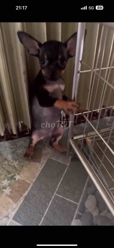 bán chihuahua bắc ninh. Mua bán Chó tại Thành phố Bắc Ninh Bắc Ninh được đăng bởi Phuong Anh hình 3