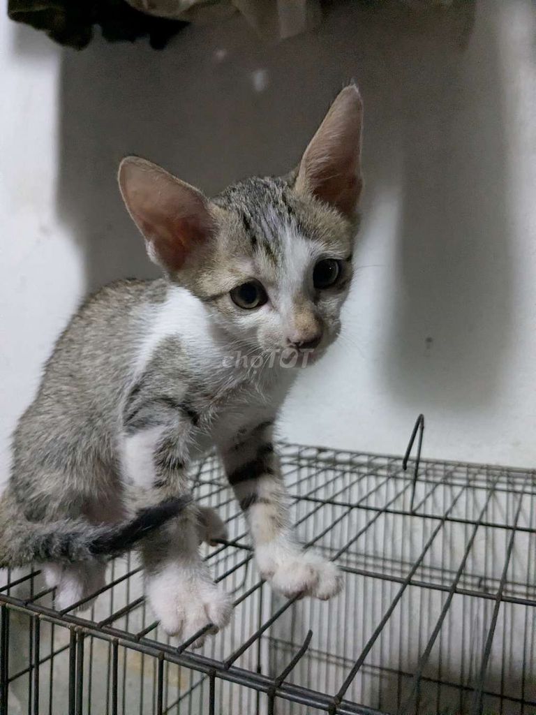 Tặng mèo con . Mua bán Mèo tại Huyện Hóc Môn Tp Hồ Chí Minh được đăng bởi Duyên hình 1