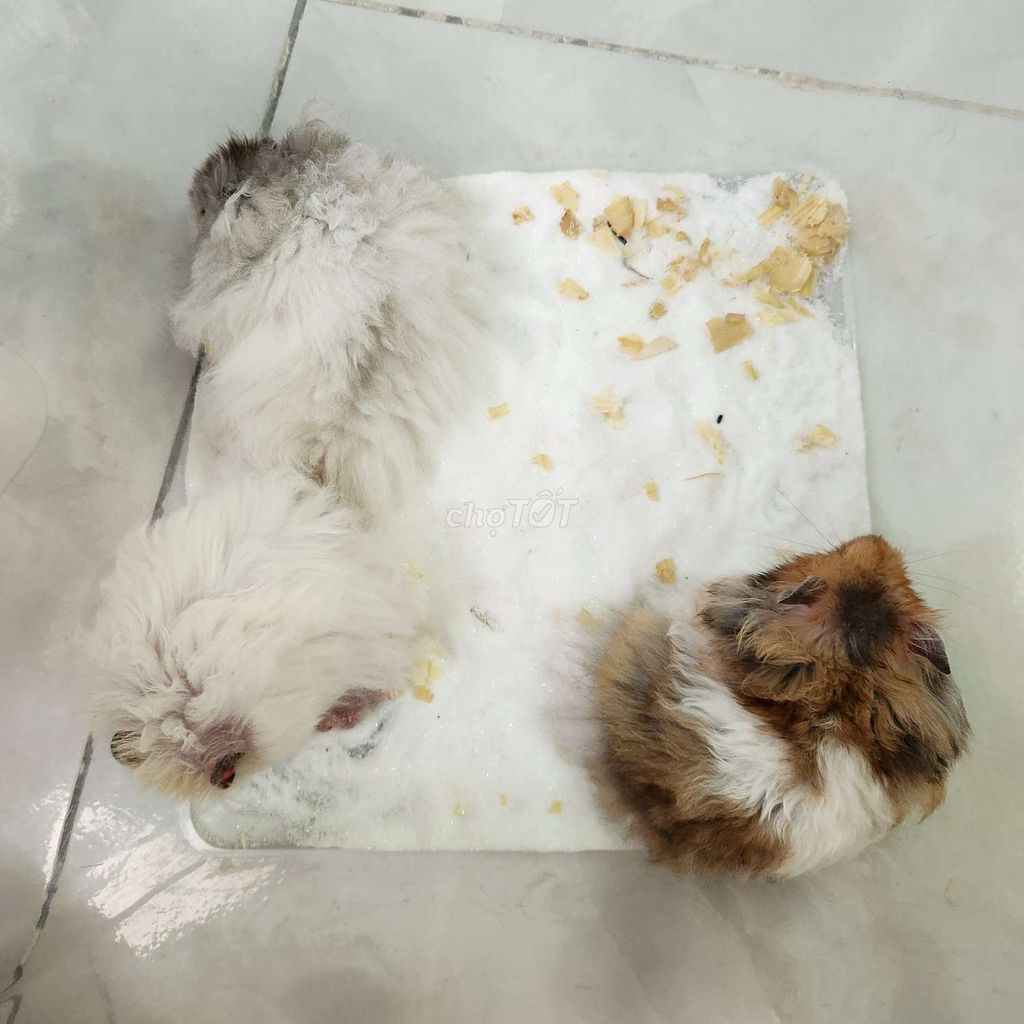 Hamster bear tạng to gen Thái. Mua bán Thú cưng khác tại Quận Cái Răng Cần Thơ được đăng bởi Hammie Heamster hình 1