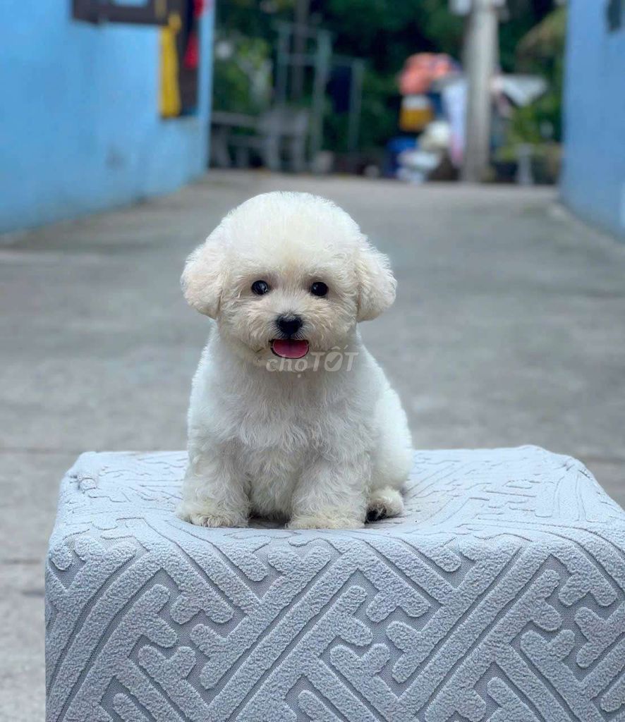 poodle tiny trắng. Mua bán Chó tại Thành phố Thuận An Bình Dương được đăng bởi THUẬN pet hình 1