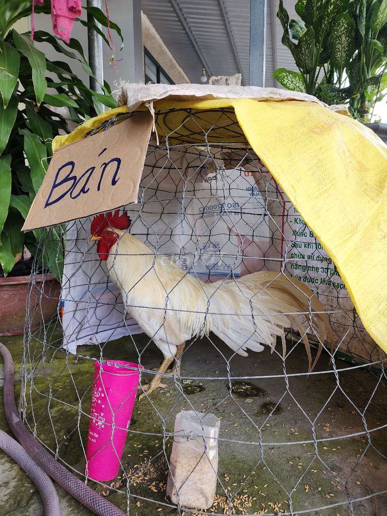 Gà Trống Trắng 2.8kg. Mua bán Gà tại Huyện Long Phú Sóc Trăng được đăng bởi mây mây gà cỏ hình 1