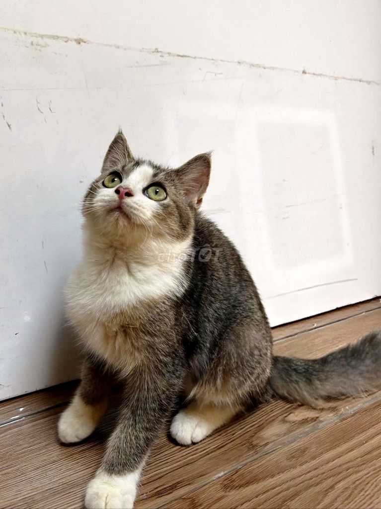 Mèo Maine Coon lai Anh Lông Ngắn đực 5 tháng tuổi. Mua bán Mèo tại Thành phố Thủ Đức Tp Hồ Chí Minh được đăng bởi Huy Minh hình 1