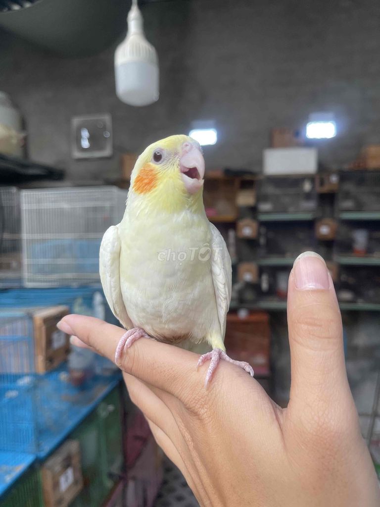 Cockatiel sờ kêu chạy lại