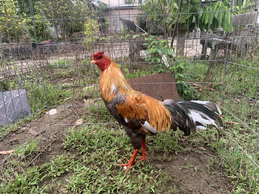 Gà chọi Nâu đỏ 3.1kg. Mua bán Gà tại Thành phố Cao Lãnh Đồng Tháp được đăng bởi minhnguyen09 hình 1