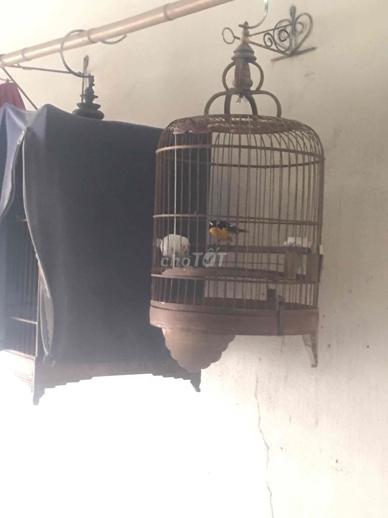 Chim Hoàng sa Ngực vàng. Mua bán Chim tại Quận Long Biên Hà Nội được đăng bởi Vũ Thanh hình 1