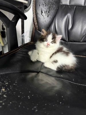 Mèo Ba Tư cái lông dài