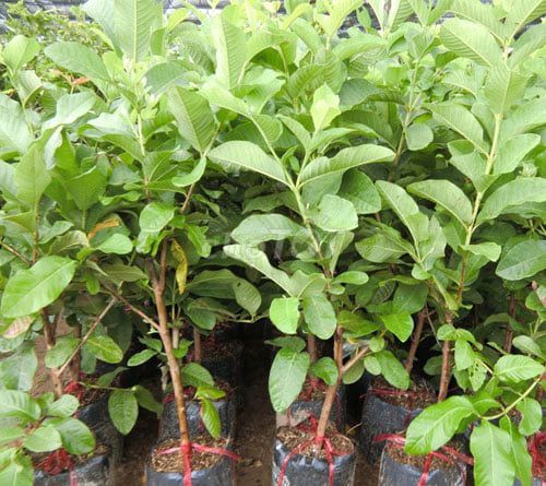 Cây giống Ổi Nữ Hoàng. Mua bán Đồ chuyên dụng, Giống nuôi trồng tại Huyện Gia Lâm Hà Nội được đăng bởi Cây Giống Kinh Tế hình 1