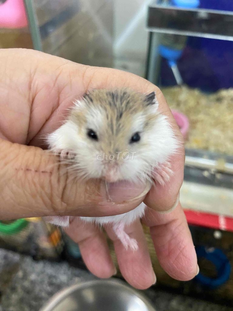 Chuột Hamster Robo. Mua bán Thú cưng khác tại Quận Bình Tân Tp Hồ Chí Minh được đăng bởi An Tâm hình 1