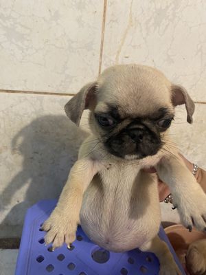 PUG CÁI MẶT XỆ. Mua bán Chó tại Quận 8 Tp Hồ Chí Minh được đăng bởi Cao Trường Thịnh 
