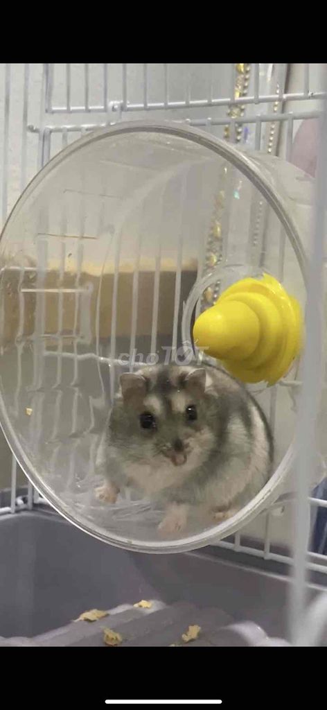 Chuột Hamster Winter White 6 tháng. Mua bán Thú cưng khác tại Quận Nam Từ Liêm Hà Nội được đăng bởi Nuần Nuận hình 1