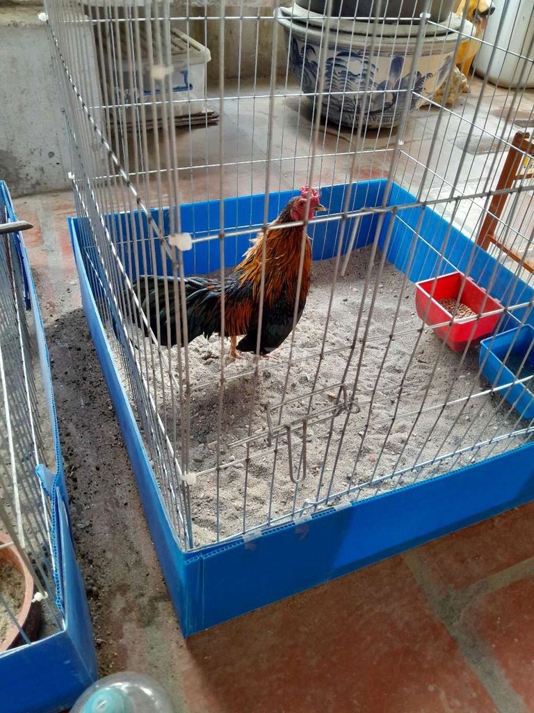 Gà tre đực khỏe mạnh. Mua bán Gà tại Quận Đống Đa Hà Nội được đăng bởi Nguyễn huy Thành  hình 1