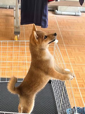 chó Shiba vàng thuần chủng 1 tuổi 7kg