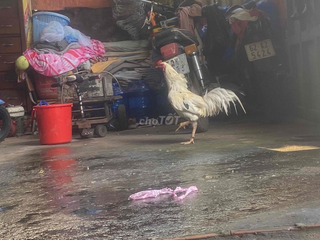 Mình cần bán 1 em bướm zin chạng 2kg8. Mua bán Gà tại Huyện Cần Đước Long An được đăng bởi Fct Trần hình 1