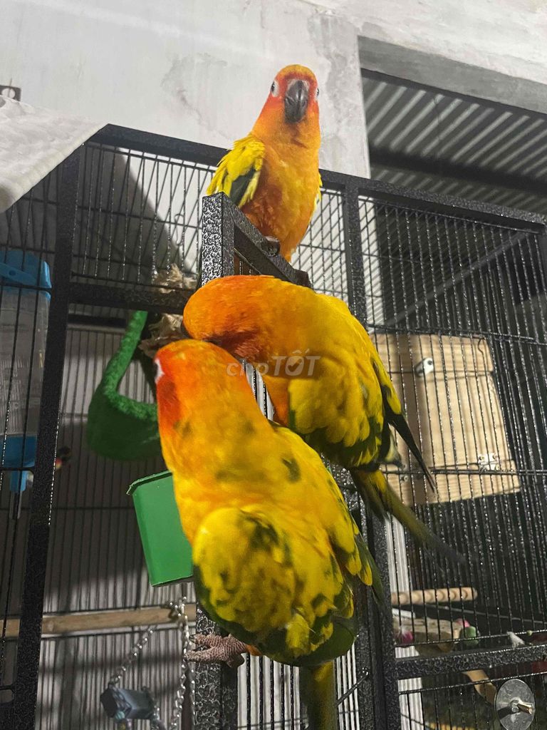 Chim Vẹt cảnh Sun Conure Vàng cam. Mua bán Chim tại Quận Ngũ Hành Sơn Đà Nẵng được đăng bởi Hatran88 hình 1