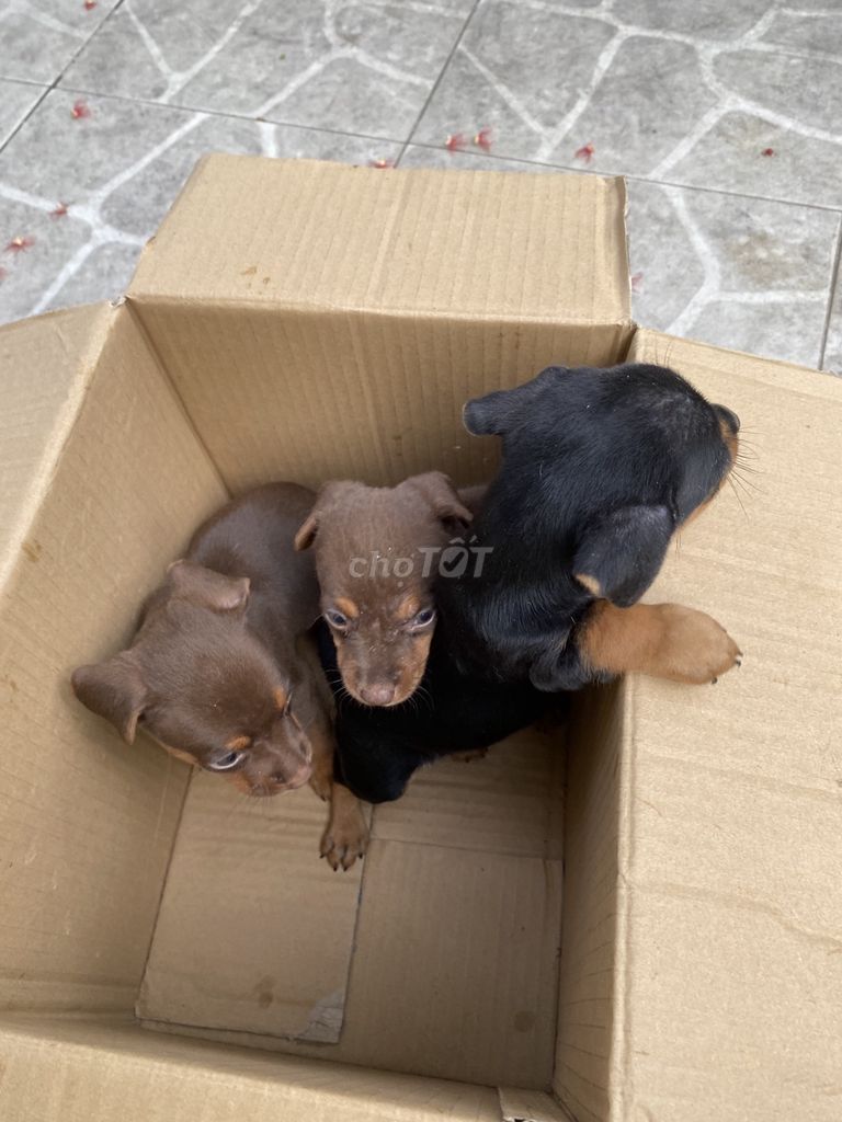 Chó Phốc Hươu , 2 đực, 1 cái. Mua bán Chó tại Thành phố Thủ Đức Tp Hồ Chí Minh được đăng bởi Dinh Viet Mạnh hình 1