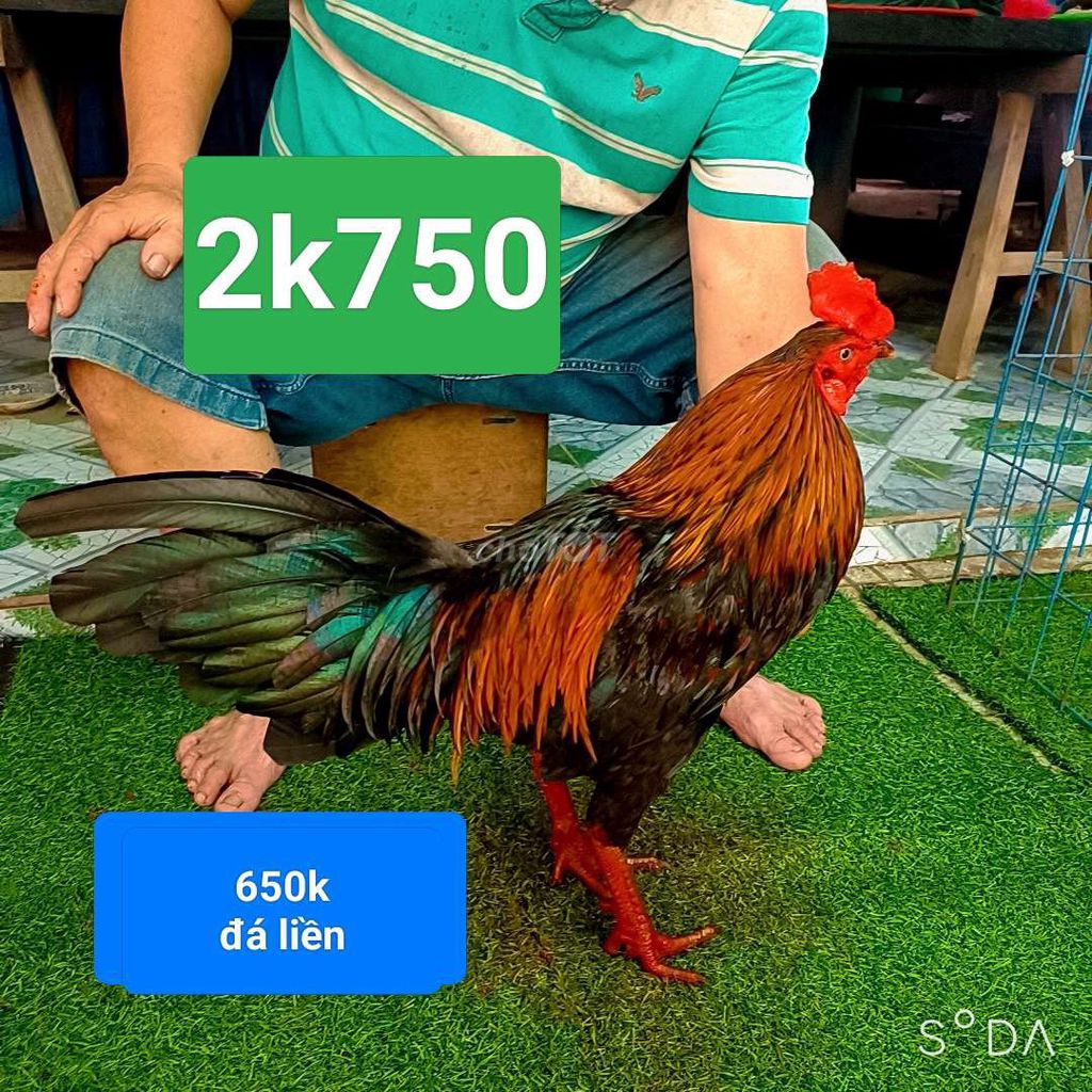 que 2k750. đá liền. Mua bán Gà tại Huyện Mỏ Cày Bắc Bến Tre được đăng bởi Đinh Vũ Linh gà đá Bến Tre hình 1