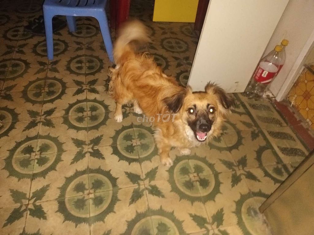 Chó ta lai Nhật Nâu vàng. Mua bán Chó tại Quận Long Biên Hà Nội được đăng bởi Nguyễn Văn Tiến hình 1