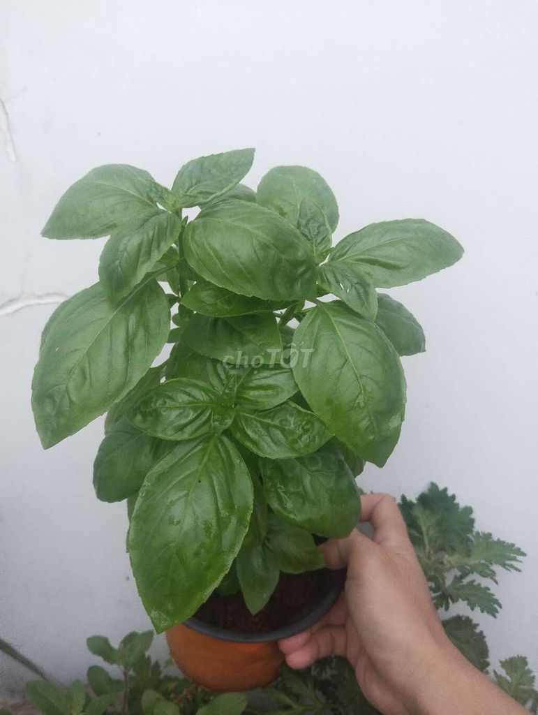 Chậu basil (húng tây)