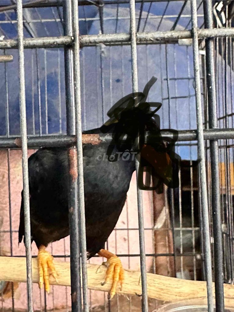 Chim sáo đen 2 tuổi biết nói. Mua bán Chim tại Quận Bình Tân Tp Hồ Chí Minh được đăng bởi THANh QUYỀN  hình 1